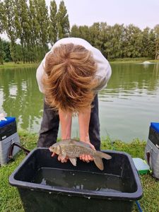Common Carp