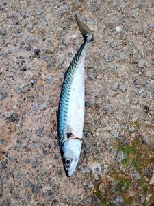 Mackerel