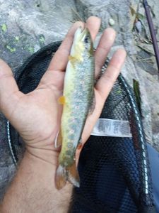 Brown Trout