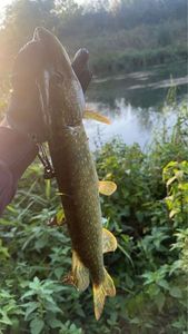 Northern Pike