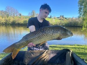 Common Carp