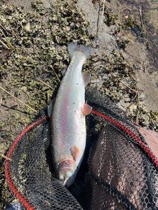 Rainbow Trout
