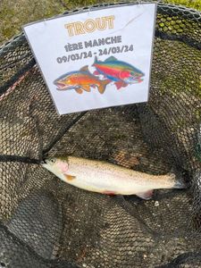Rainbow Trout