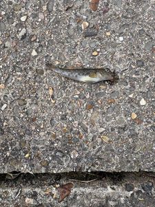 Round Goby