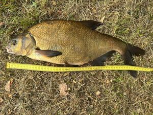 Common Bream