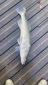 Zander