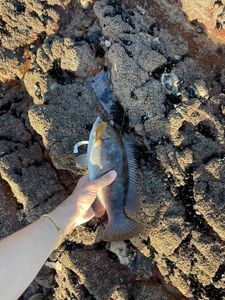 Ballan Wrasse