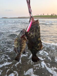 Red Grouper