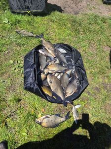 Common Bream