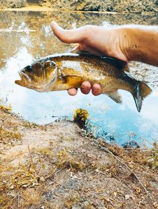 Largemouth Bass