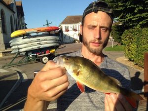 European Perch