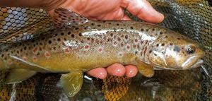 Brown Trout