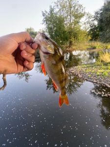 European Perch