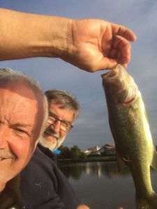 Largemouth Bass