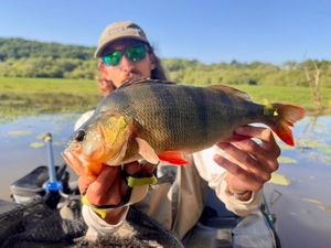 European Perch