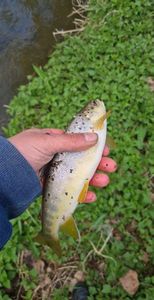 Brown Trout