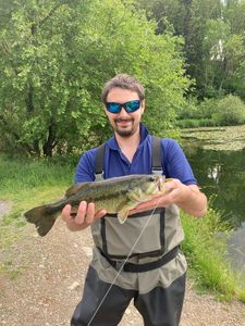 Largemouth Bass