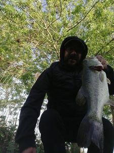 Largemouth Bass
