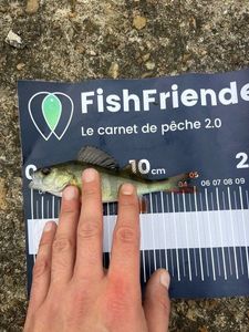 European Perch