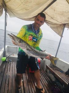 Pacific Barracuda
