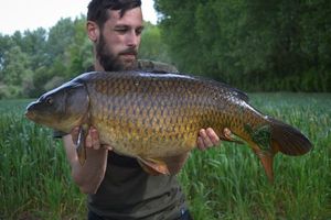 Common Carp