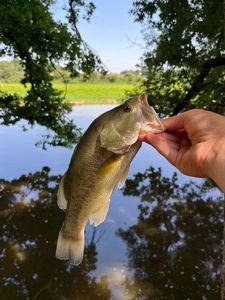 Smallmouth Bass