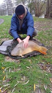 Mirror Carp