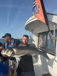 European Bass (Seabass)