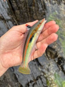 Mediterranean Rainbow Wrasse