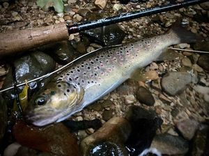 Brown Trout