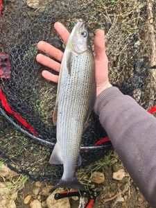 Grayling