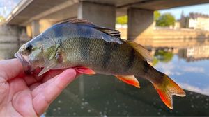 European Perch