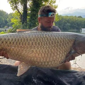 Grass Carp