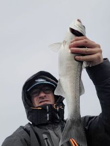 European Bass (Seabass)