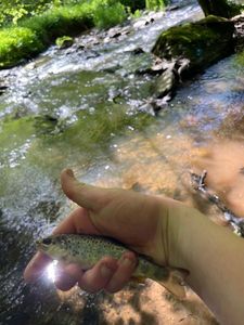 Brown Trout