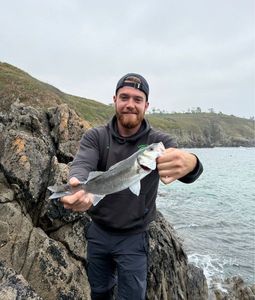 European Bass (Seabass)