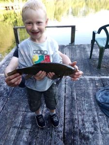 Tench