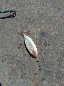 South American Silver Croaker