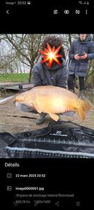 Mirror Carp