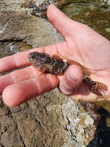Giant Goby