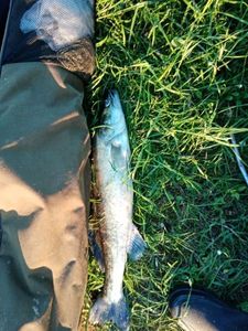 Zander