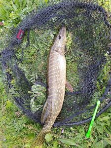 Northern Pike