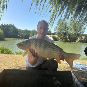 Common Carp