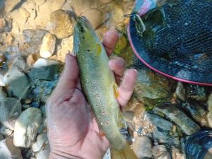 Brown Trout