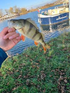 European Perch