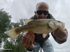 Largemouth Bass