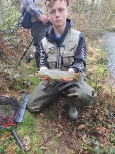 Brown Trout