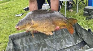 Common Carp