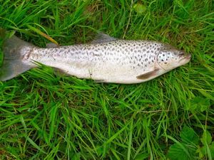Brown Trout
