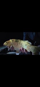 Koï Fish